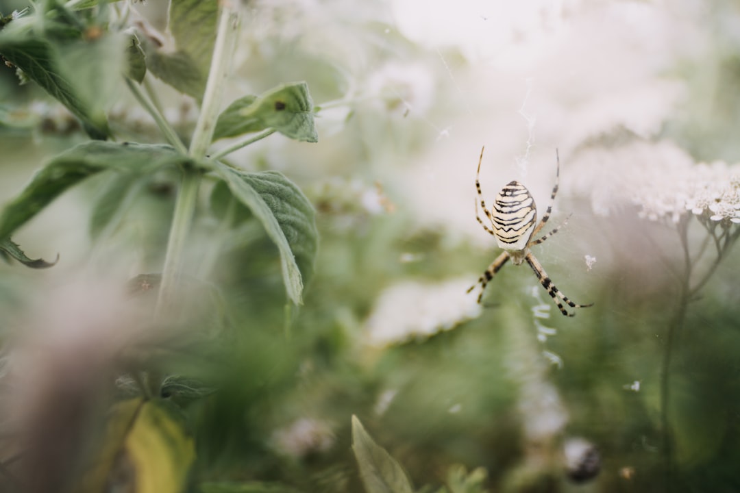 brown and black spider on web in close up photography during daytime