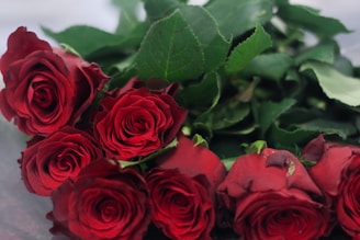 A close-up of a bouquet of lush, red roses with deep green leaves. The petals of the roses are velvety and rich in color, and the bouquet appears fresh and vibrant.