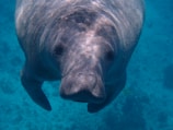 gray sea cow under water