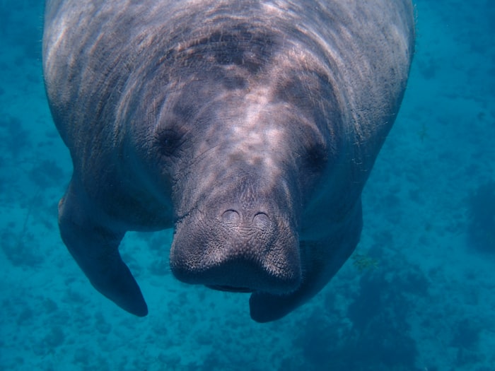 Manatee swimming underwater