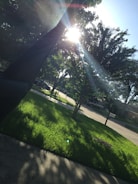 Sunlight filtering through trees onto a clean, well-maintained driveway.