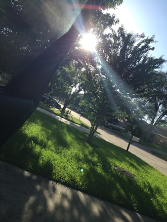 Sunlight filters through the leaves of trees, casting dappled shadows on a lush green lawn and a quiet suburban street. A car is parked on the side of the road, and the bright sun creates lens flares in the image.