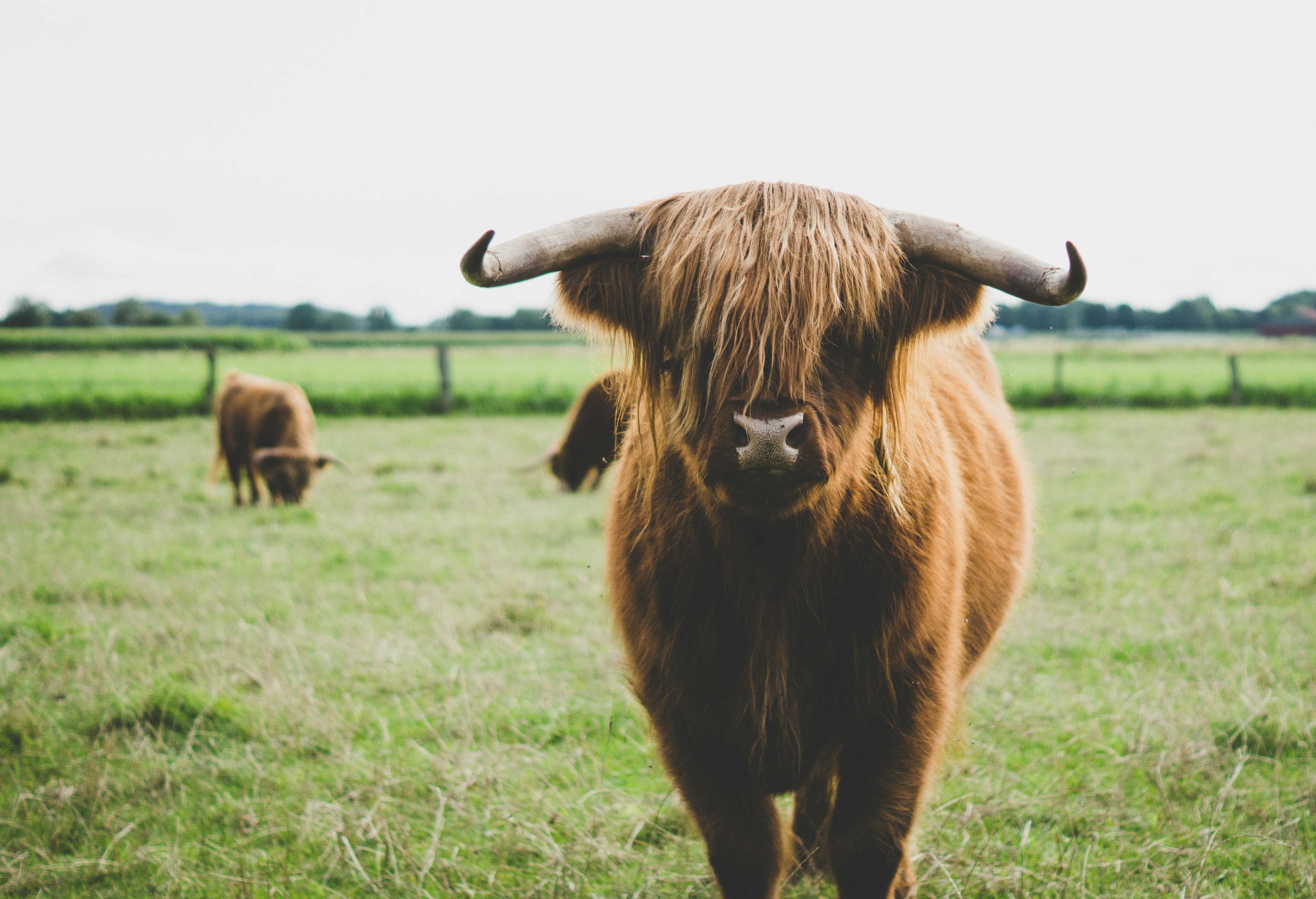 Cattle Grazing in Scottish Forest