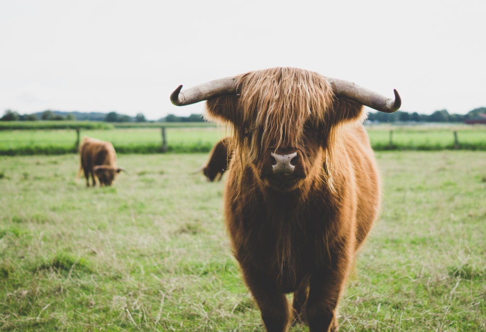 highland cattle at the field during day