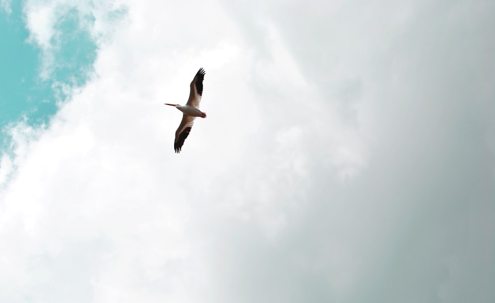 brown and black bird flying during daytime