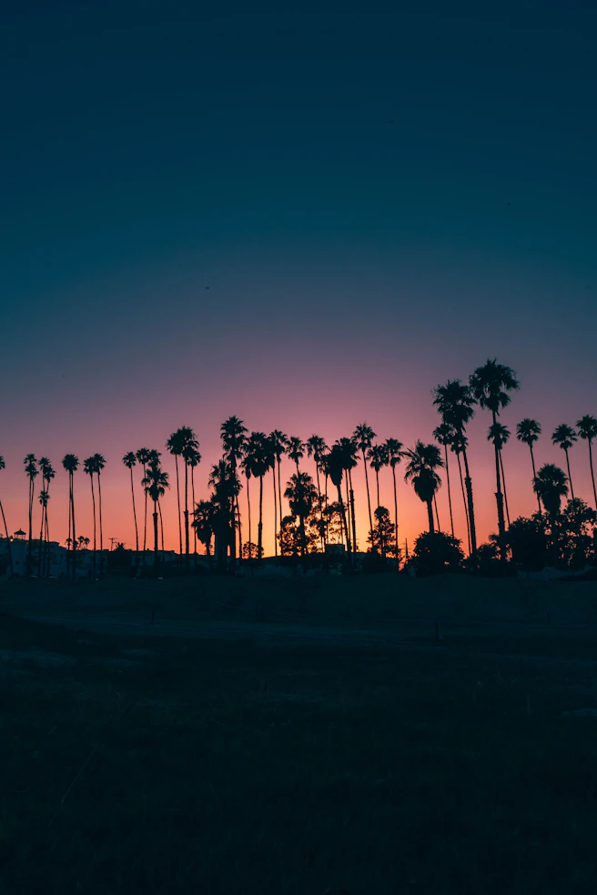 palm trees during sunset