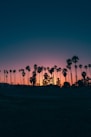 palm trees during sunset