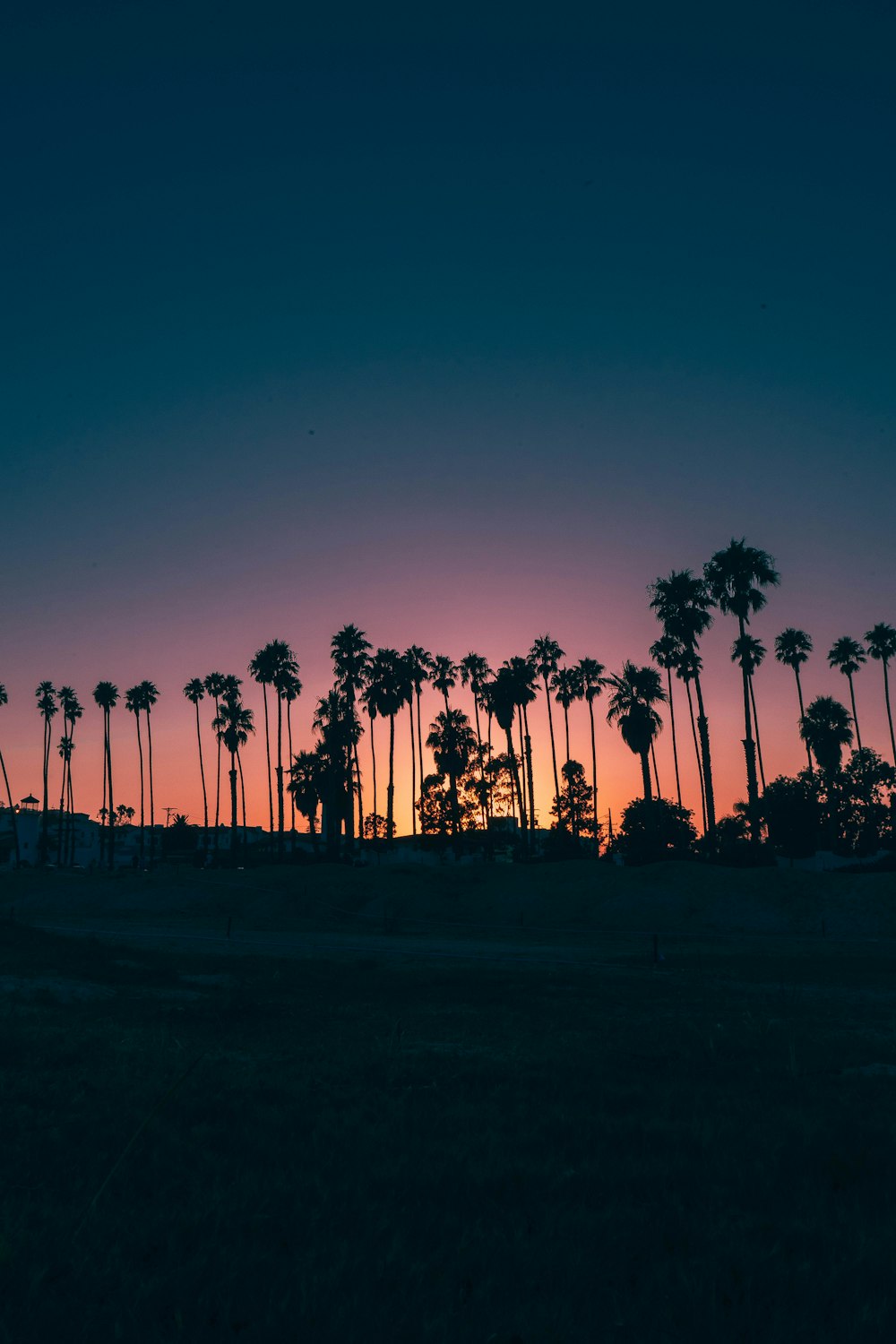 palme durante il tramonto