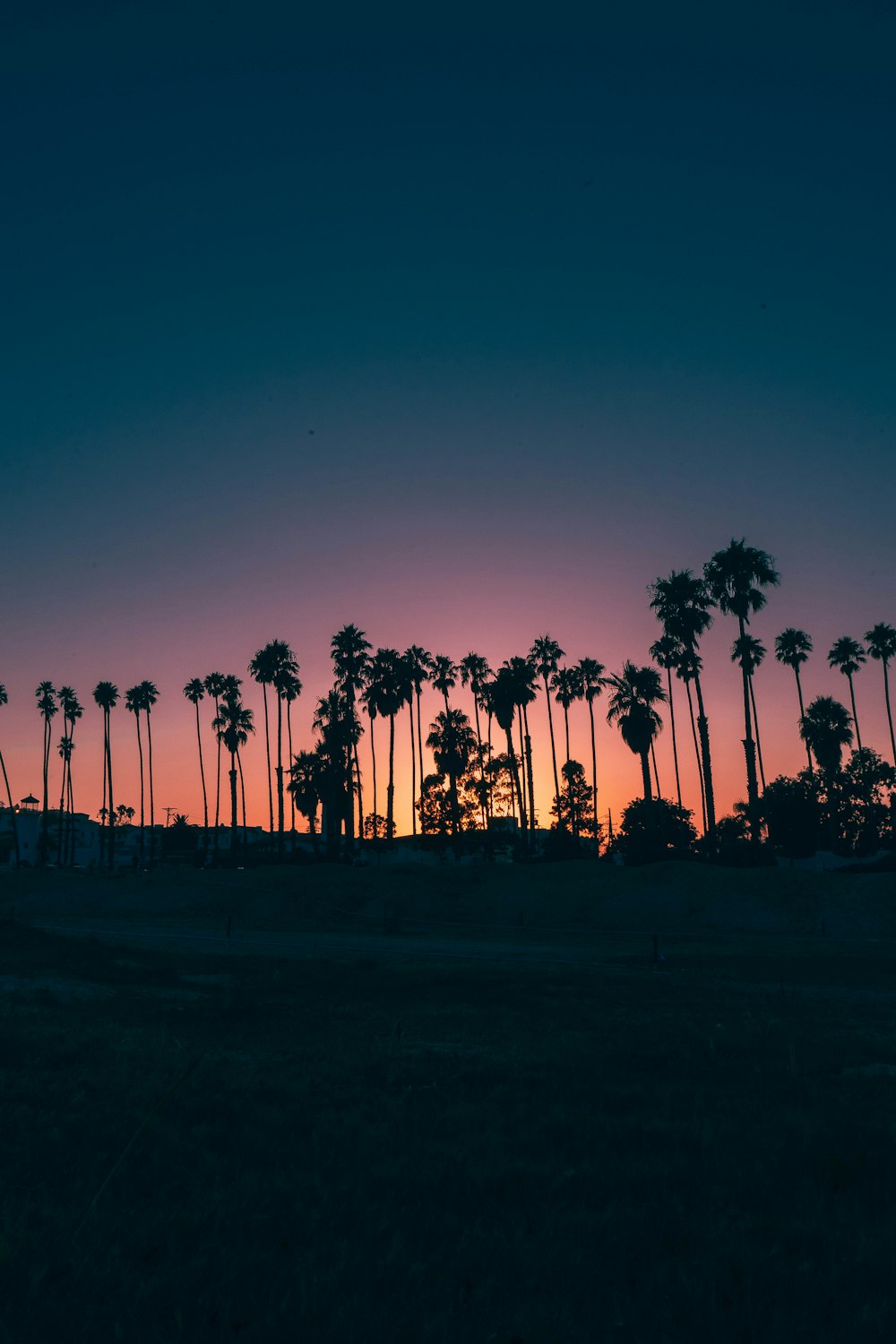 palm trees during sunset