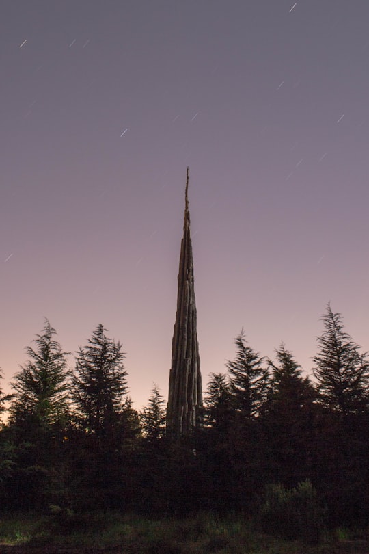 gray tower behind pine trees in Presidio United States