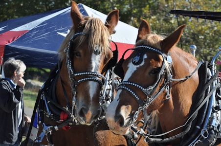 Two horses are standing side by side, adorned with decorated harnesses featuring silver studs. The animals have reddish-brown coats with white markings on their faces. Behind them, there is a person with short gray hair wearing glasses and a jacket, positioned near a large canopy tent with red, white, and blue colors. Trees with green leaves fill the background, suggesting an outdoor setting.