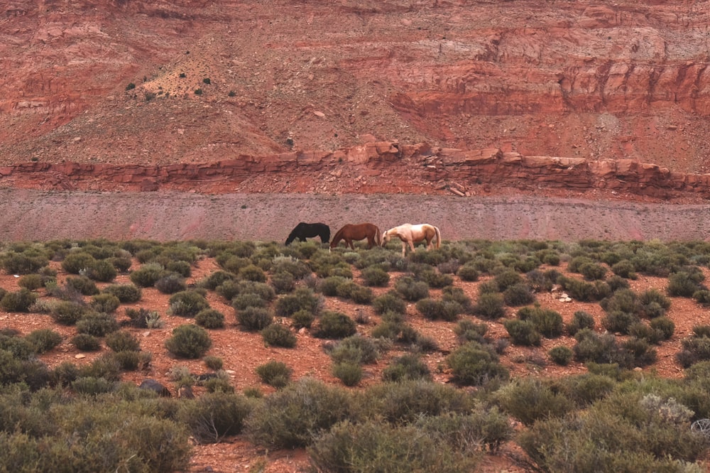 black, brown, and white horses on field