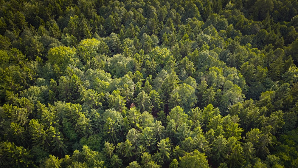 green trees top-view photography