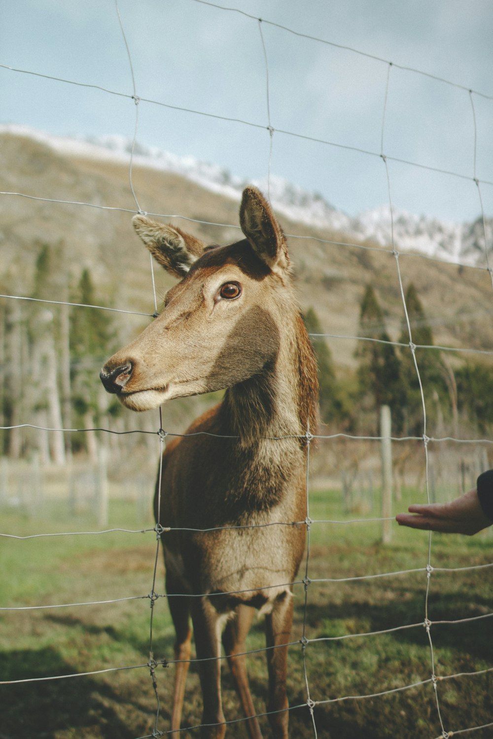 brown animal