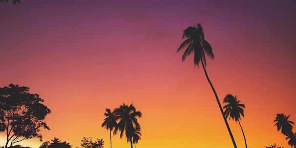 silhouette of coconut palm trees during golden hour