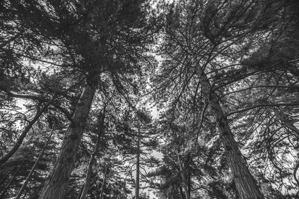 grayscale photo of trees during daytime