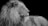 A majestic lion with a full mane is seen in profile, gazing into the distance against a stark black background. The detail in its fur and the intense expression on its face emphasize its regal and powerful nature.