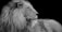 A majestic lion with a full mane is seen in profile, gazing into the distance against a stark black background. The detail in its fur and the intense expression on its face emphasize its regal and powerful nature.