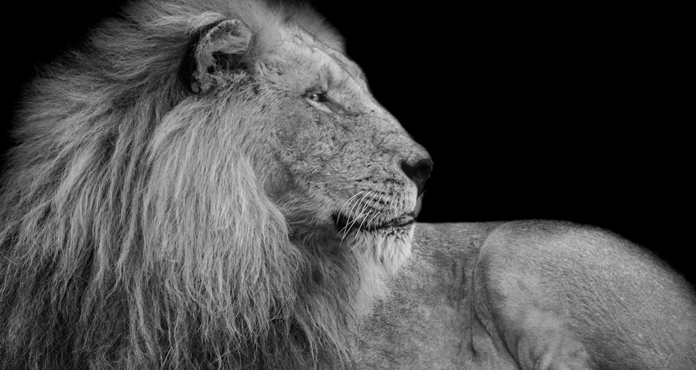 Photographie en niveaux de gris d’un lion adulte