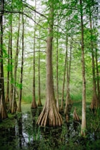 trees during daytime