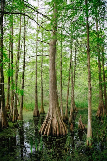 louisiana cypress trees cut down