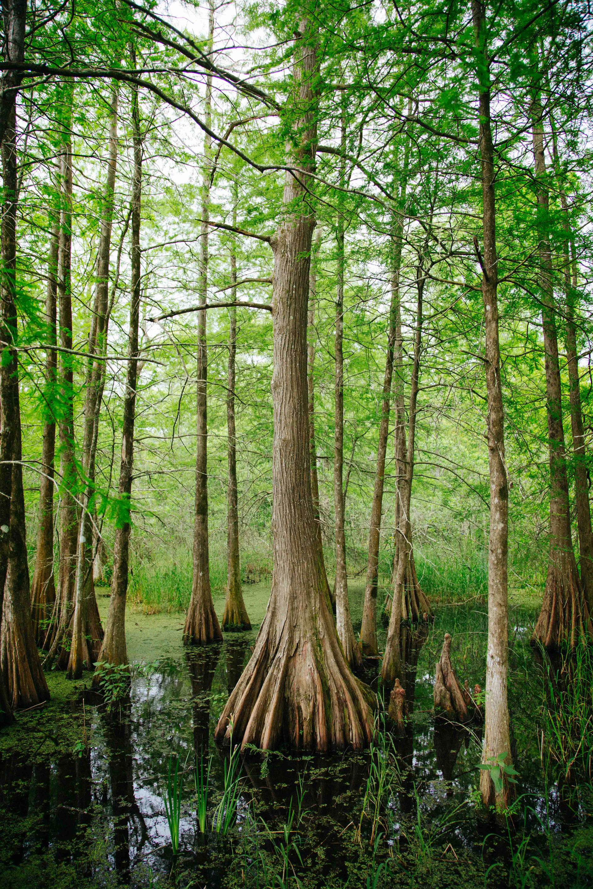 Louisiana bayou cypress trees