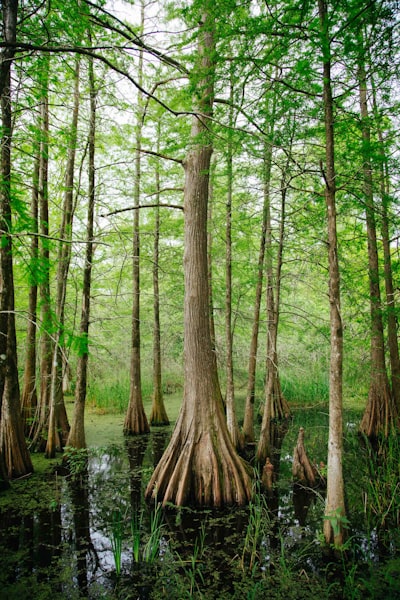 Swamp Tour