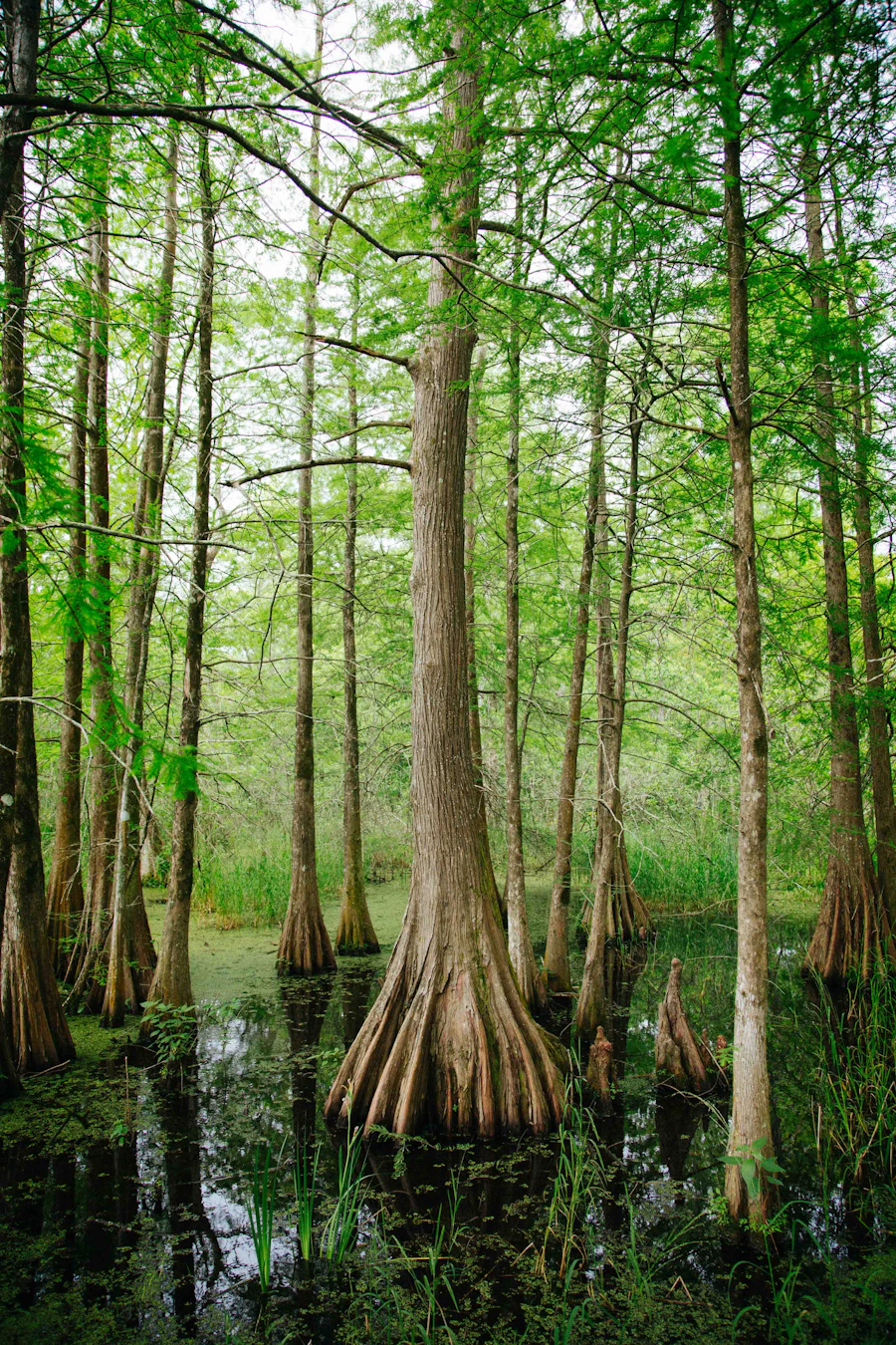Moss-draped trees sheltering church retreats