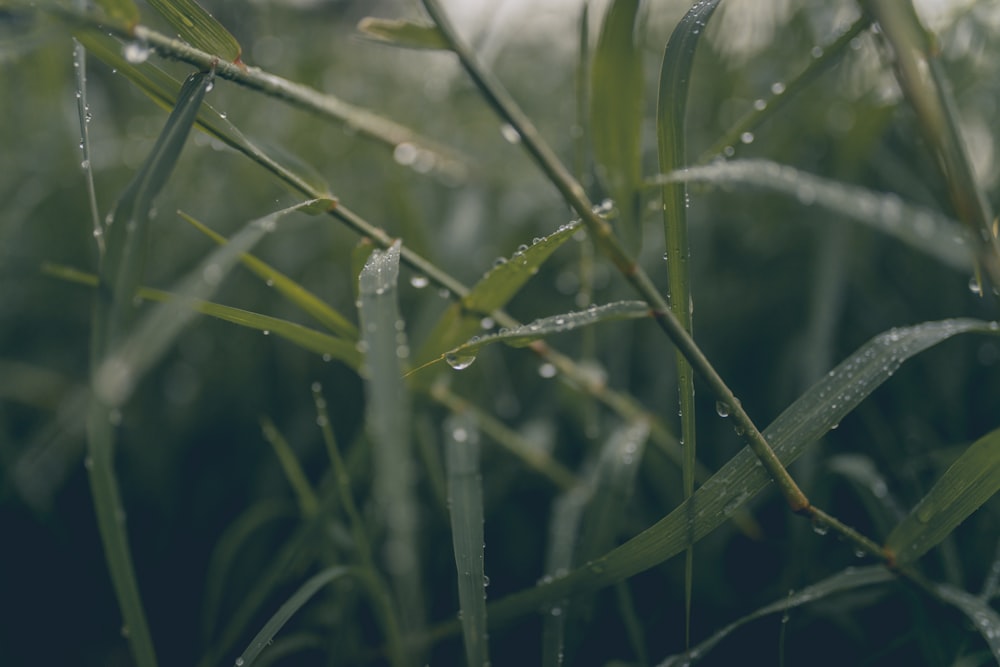 Micro fotografía de gotas de agua sobre plantas de hojas verdes