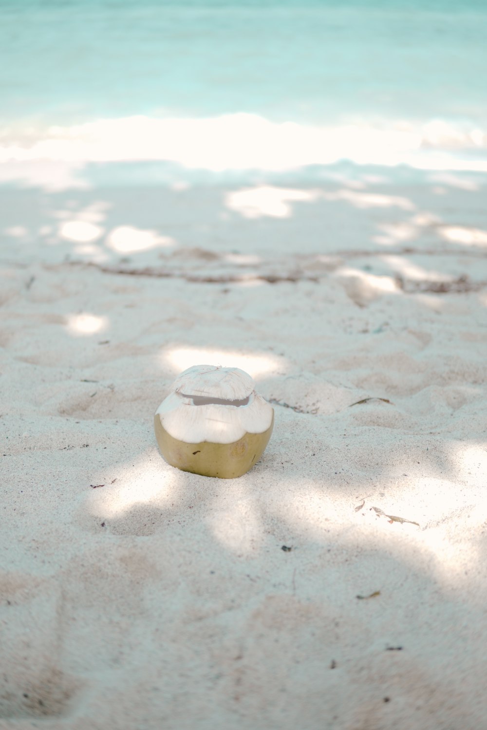 coconut fruit on seashore at daytime