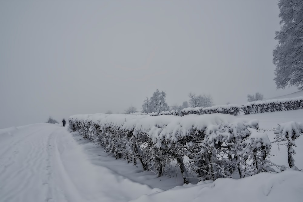 Champ de neige blanc