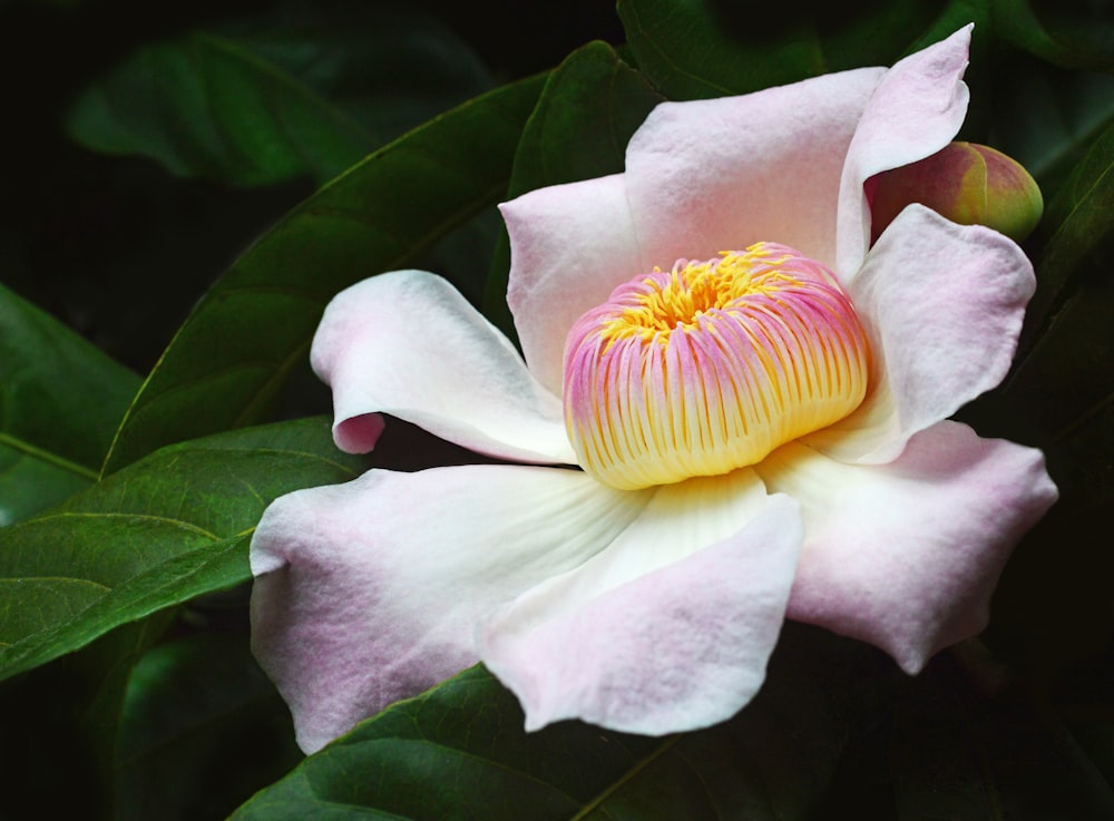 macro photo of pink flower