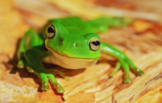 A vibrant green frog with large eyes sits on a textured, brown surface. The frog's skin is smooth and shiny, reflecting the light, with a focus on its intricate eye details. Its limbs are spread out, and it appears to be at rest on a natural, earthy background.