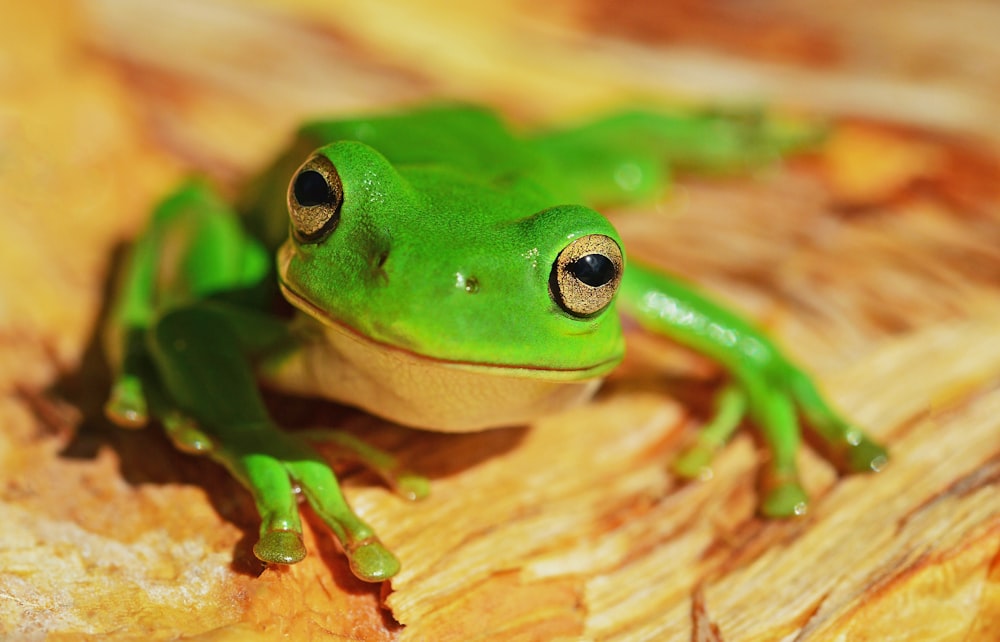 grenouille verte sur bois