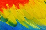 Close-up of colorful bird feathers on a branch.