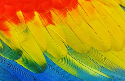 Close-up of colorful bird feathers on a branch.