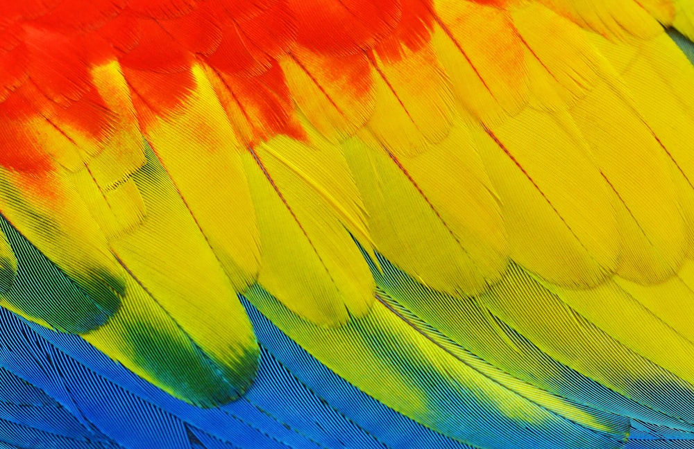 yellow, red, blue, and green feathers