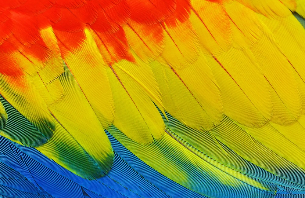 plumes jaunes, rouges, bleues et vertes