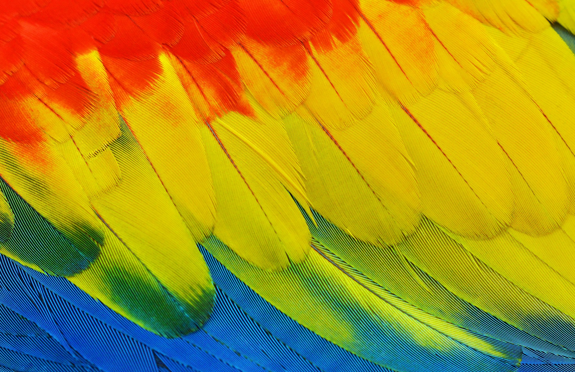 yellow, red, blue, and green feathers