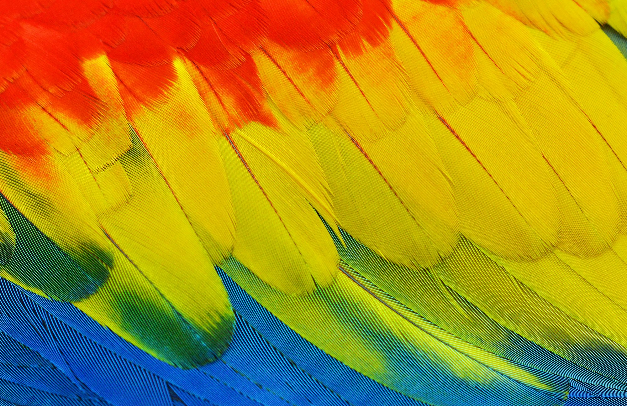 Close up of the amazingly colorful feathers of a Scarlet Macaw parrot. Photo taken at Kuranda Birdworld, Australia.