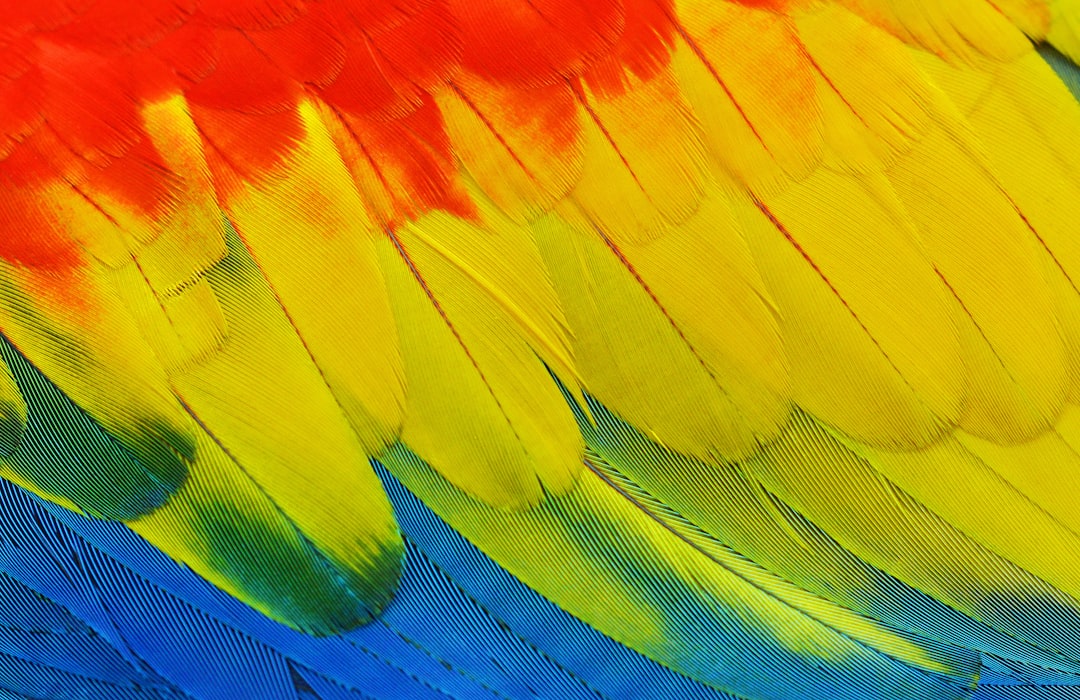yellow, red, blue, and green feathers