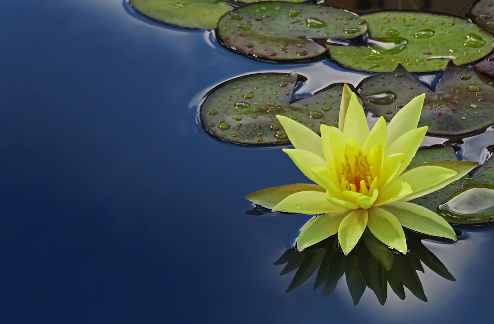 flor de loto amarilla flotando