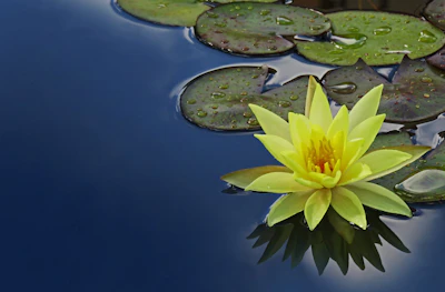 Water Lily Nymphaea India — Aquatic Flower Container Garden Guide
