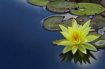 yellow lotus flower floating serene teams background