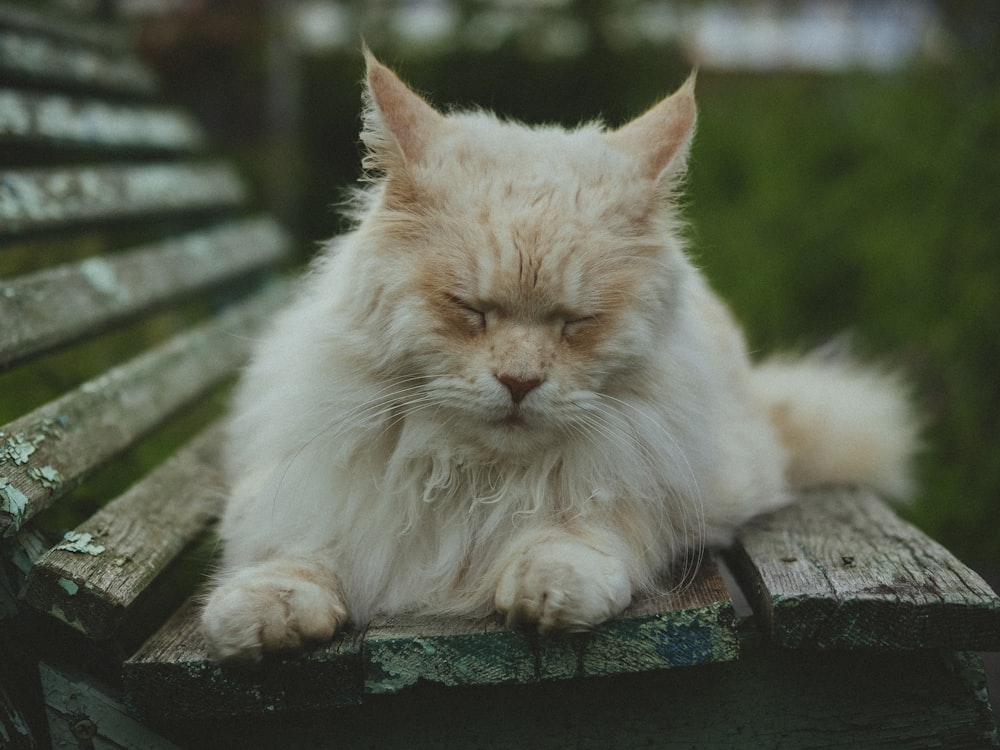 orange cat lying on brown wooden bench at daytime