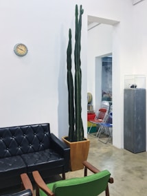 A minimalist room featuring a tall cactus in a brown pot next to a black leather tufted sofa and a green chair with wooden armrests. A retro-style wall clock is positioned above the cactus, and in the background, several colorful folding chairs are visible. The floor is concrete, and there is a metal cabinet with a glass case on top.