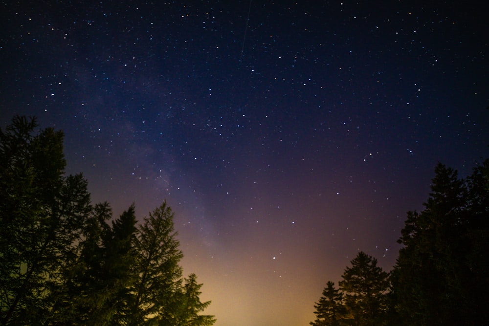 green leafed trees under starry night sky