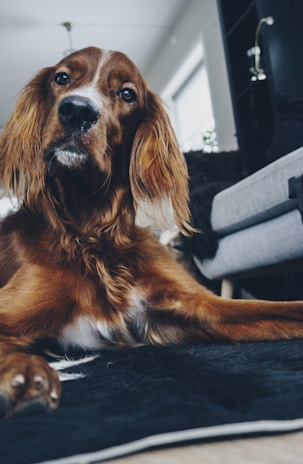 Veterinarian examining a dog in a cozy home setting.