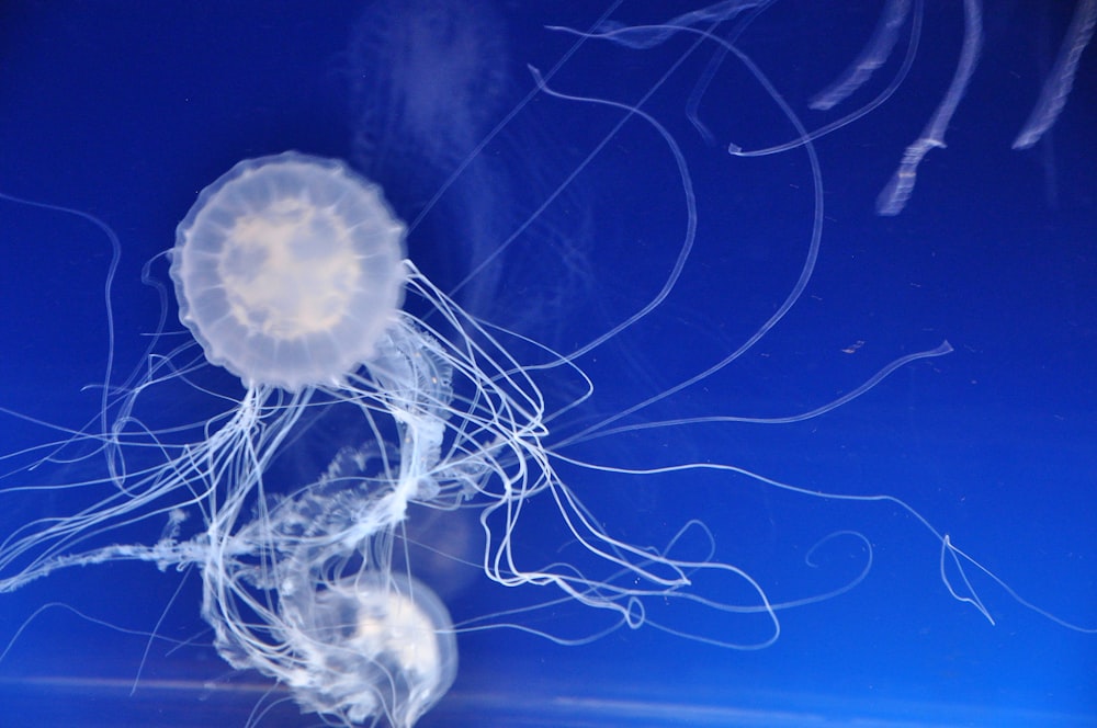 white jellyfish