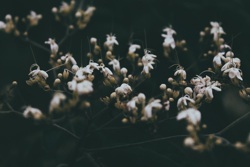 Fleurs de photographie à mise au point sélective